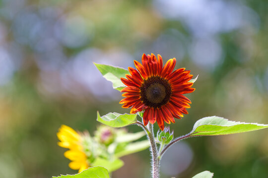 Close Up of Blooming Red Sunflower with Green Leaves Summer Nature Background