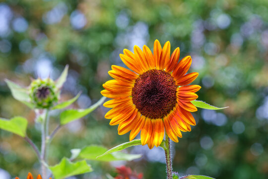 Close Up of Blooming Red Orange Sunflower in Summer Nature Background with Copy Space