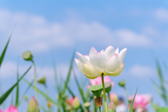 Close Up of Blooming Lotus Flower against Clear Blue Sky Summer Nature Background with Copy Space