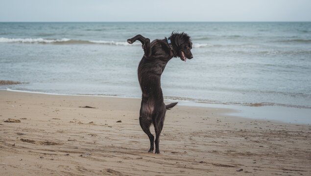 Lively dog performing flips on sandy beach beside gentle waves