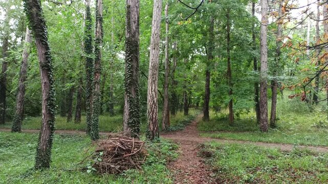 Wonderful Old Forest