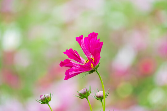 Close Up of Blooming Pink Cosmos Flower in Autumn Nature Background with Soft Bokeh and Copy Space