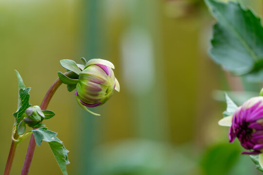 Close Up of Blooming Dahlia Flower Bud with Green Leaves Autumn Nature Background