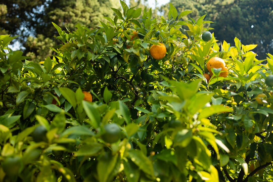 Ripe orange fruits hanging on a tree branch in a sunny garden