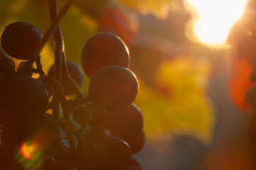 Close-up of dark grapes backlit by warm golden hour sunlight © Andrii_Abriutin