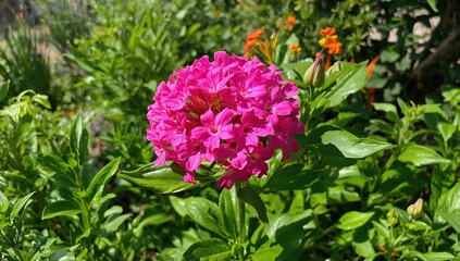 Fototapeta premium Vibrant Pink Flower Blooming Among Green Foliage in a Sunny Garden