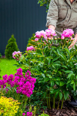 Gardener tending to vibrant pink peonies and other colorful flowers in a lush garden © Andrii_Abriutin