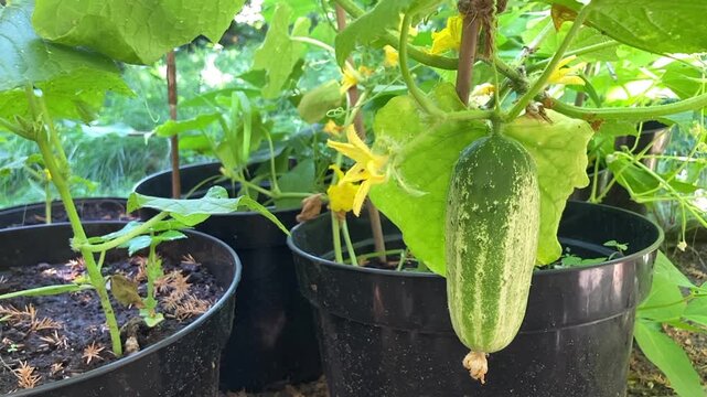Cucumber growing in a pot in a garden
