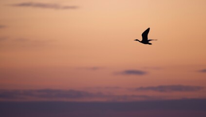 Fototapeta premium Silhouette of a Bird Flying Against a Soft Pastel Sunset Sky