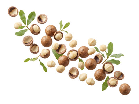 Assorted macadamia nuts and leaves floating composition with macadamia floating nutritious vegetarian ingredient delicious botanical wholesome culinary composition isolated background