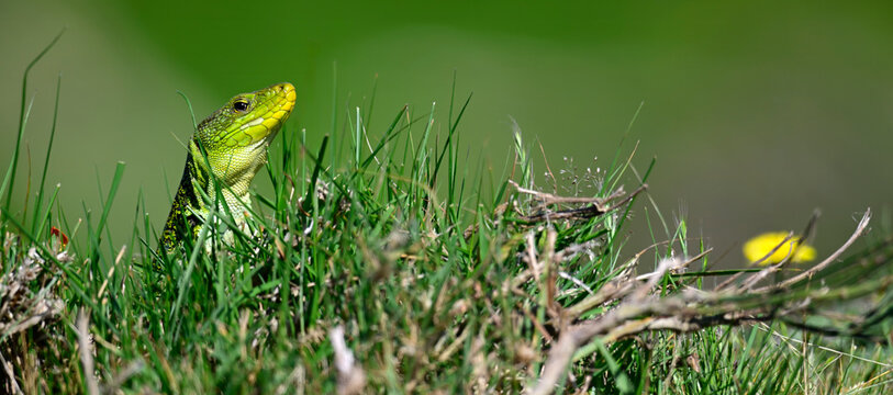 Perleidechse // Ocellated lizard (Timon lepidus ibericus) - Nationalpark Peneda-Ger&ecirc;s, Portugal