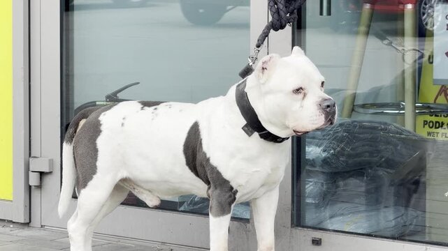 White and gray dog on a leash standing outside a store window on a sidewalk