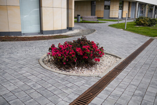 A beautiful scenic view of a modern urban flower bed filled with vibrant blooming red flowers. The flowerbed is situated on a clean, pedestrian stone pavement walkway in front of a contemporary