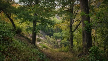 Obraz premium Lush Green Forest Path Leading to a Hidden Stream in Autumn Light
