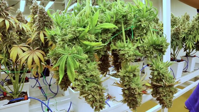 professional scientist wearing a lab coat, face mask, and hairnet inspects cannabis plants growing indoors under led lights in a modern commercial cultivation facility