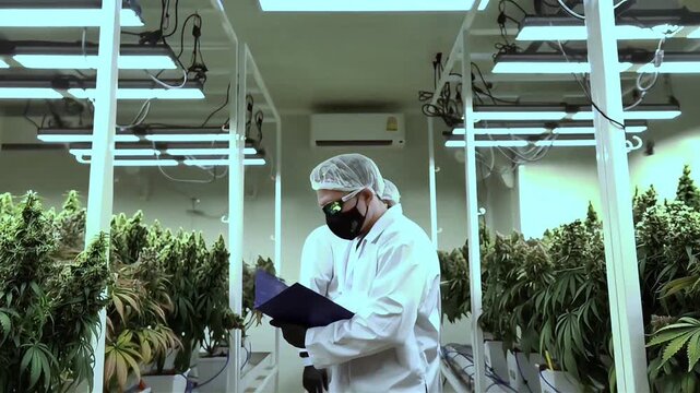 professional scientist wearing a lab coat, face mask, and hairnet inspects cannabis plants growing indoors under led lights in a modern commercial cultivation facility