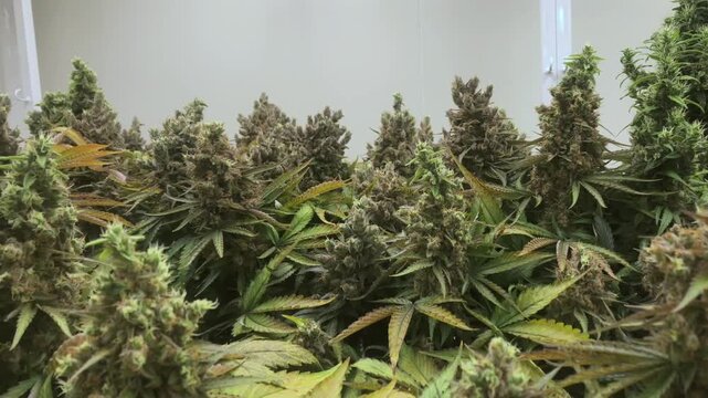 professional scientist wearing a lab coat, face mask, and hairnet inspects cannabis plants growing indoors under led lights in a modern commercial cultivation facility