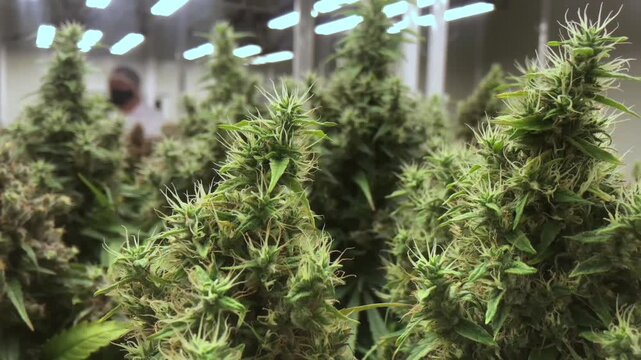 professional scientist wearing a lab coat, face mask, and hairnet inspects cannabis plants growing indoors under led lights in a modern commercial cultivation facility