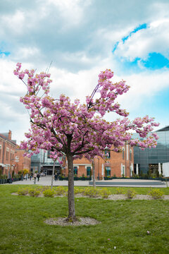 A beautiful full shot of a blooming pink cherry blossom tree standing on a perfectly manicured green lawn. In the background, modern red brick architecture and contemporary office or residential