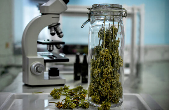 A glass jar filled with dried cannabis flowers sits on a lab table next to a microscope and small dropper bottles, illustrating scientific research