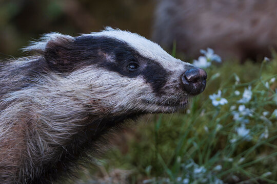 Badger in the wild
