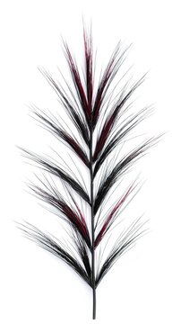 Grass leaf shape. Botanical foliage element.