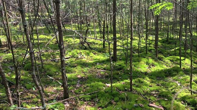 Video of Walk through a mossy pine forest in summer season.