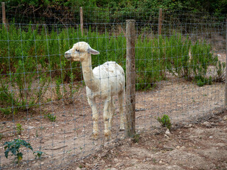 Naklejka premium shorn white alpaca standing behind wire fence farm setting