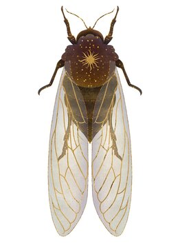 Detailed watercolor illustration of a flying cicada insect isolated on a white background, entomological design element.