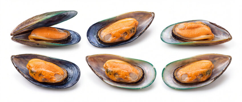 Cooked mussels on open green shells arranged in a set with bright orange meat, isolated on a white background for gourmet seafood menu design and culinary advertisement