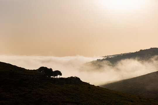 Paysage de montagne au lever du soleil avec une mer de nuages, brume matinale, des montagnes et des arbres en contre-jour, ciel jaune ros&eacute;, ambiance mystique