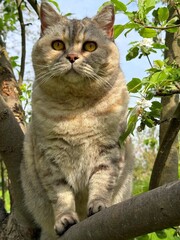 Cute cat sitting on tree © OLENA LIALINA