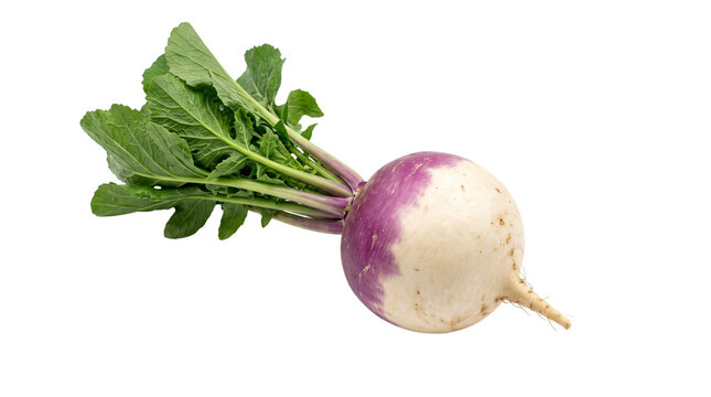 Fresh purple top turnip with green leaves, organic raw root vegetable, healthy farm produce for culinary cooking isolated PNG with Transparent Background