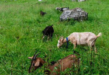 Mixed herd of domestic goats, Capra aegagrus hircus, grazing in tall grass around a large limestone boulder in Kobylanska Valley near Krakow, Poland. Natural pasture management supports biodiversity,  © Volha