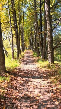 Vertical slow motion video of walk along the autumn linden alley. Sunrays shine through the trunks and crowns of trees.