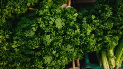 Fototapeta premium Fresh Green Parsley Bunch in a Market with Vibrant Leaves