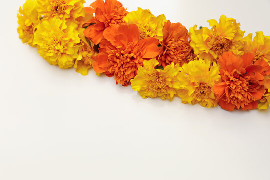 Bright yellow and orange marigold flowers border on isolated on white background, copy space. Indian Toran Zendu garland. Vibrant Tagetes floral autumn frame. Festive botanical Dia de Muertos design
