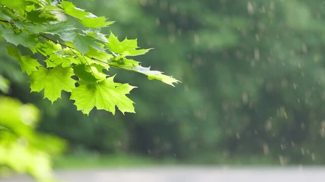 Rain falling on green leaves in a forest during a summer day