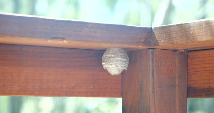 Hornet nest hanging from a tree branch in nature