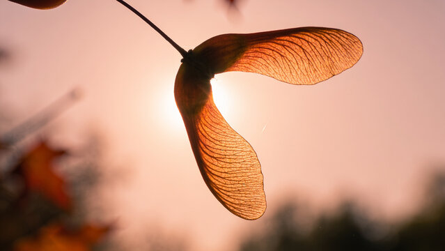 Maple seed samara hanging on a branch glowing in warm golden sunlight during autumn sunset