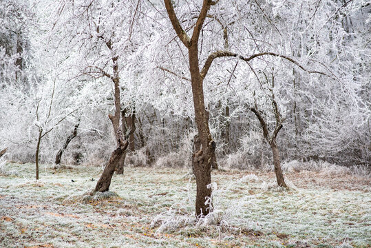Old gnarled apple trees covered in thick hoarfrost standing in a frozen orchard meadow in winter
