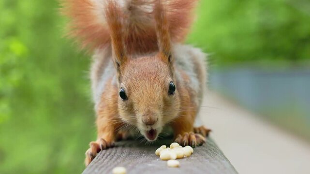 Squirrel explores and eats food on a wooden railing in a park on a bright day