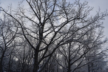 Fototapeta premium Bare oak tree branches laden with fresh snow against overcast winter sky