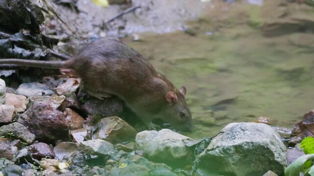 Water rat approaches stream in dense forest during midday