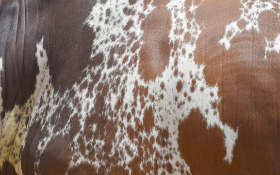 Cow skin texture background, bull leather with fur background closeup, cow hide pattern, The texture is dense and rich, displaying a natural pattern, cow skin hairy texture bull fur animal skin textur