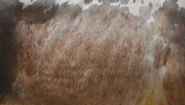 Cow skin texture background, bull leather with fur background closeup, cow hide pattern, The texture is dense and rich, displaying a natural pattern, cow skin hairy texture bull fur animal skin textur