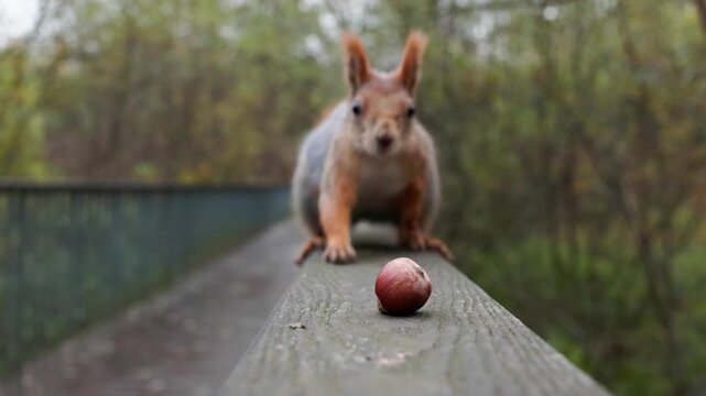 Squirrel approaches a nut on a wooden railing in the park during the afternoon