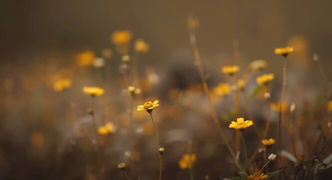 Yellow Wildflowers Blooms in a Soft Focus Field at Dusk