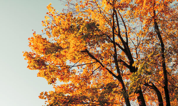 Autumn trees landscape, park tree branches with yellow and orange leaves against the sky at sunset. Vintage tones processing