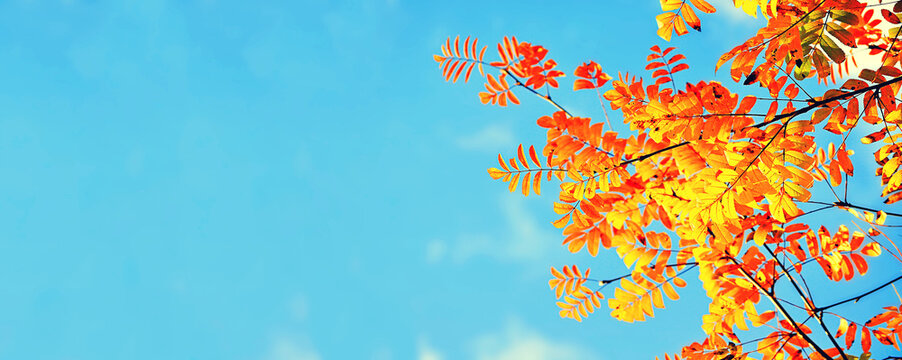 Autumn leaves of mountain ash tree and panoramic blue sky with free space for text, October nature background